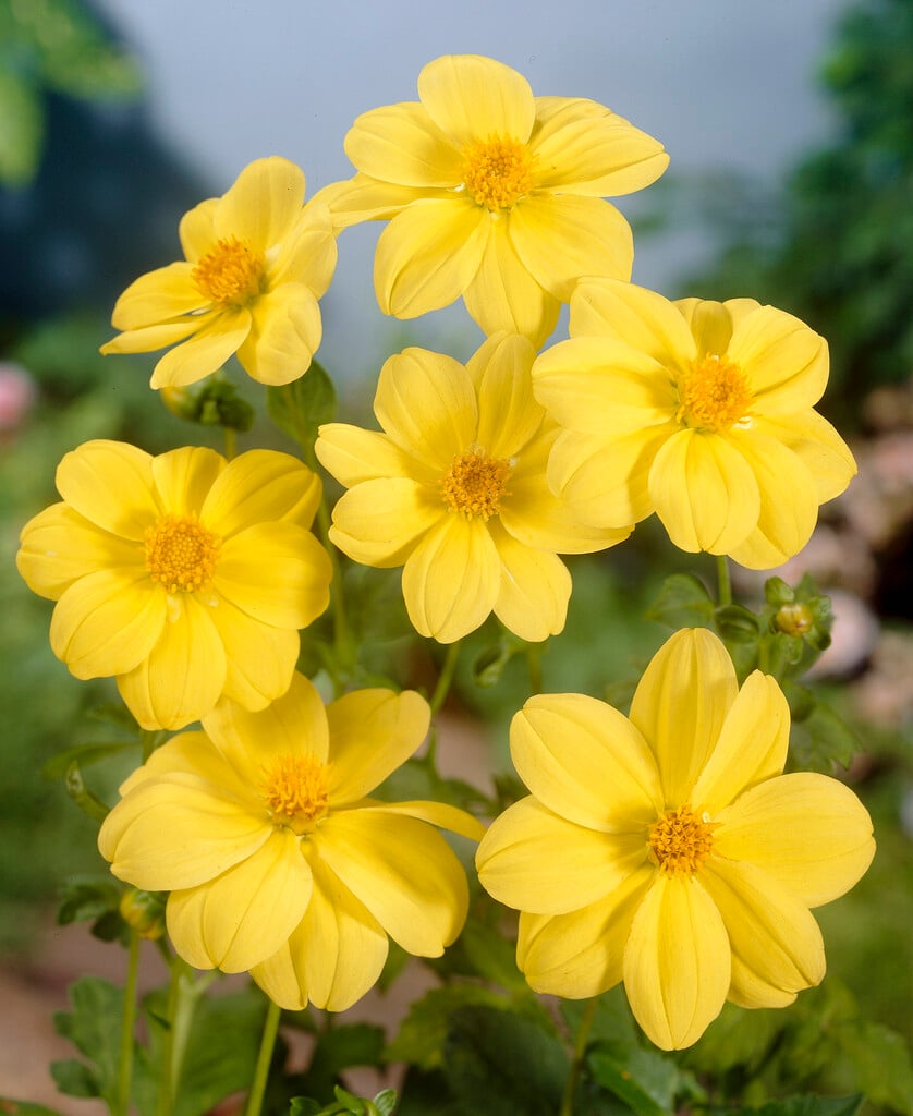 Dahlia 'Yellow Sneezy' (Sin/Lil)|dahlia 'Yellow Sneezy'/RHS Gardening