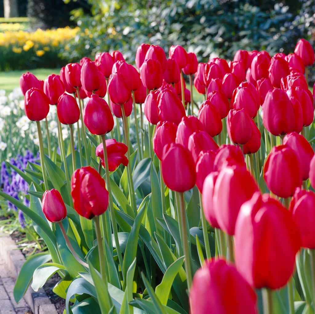 tulip 'Spring Song'