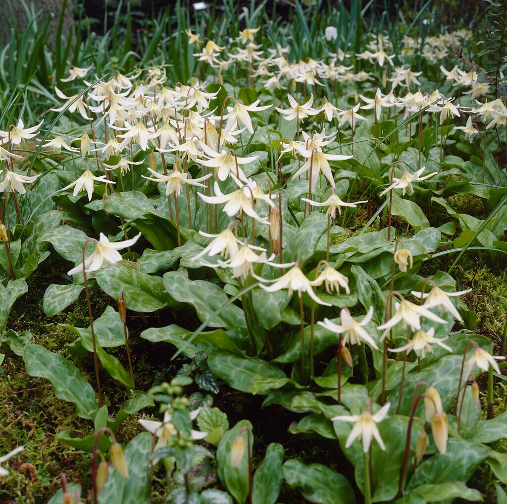 fawn lily 'White Beauty'