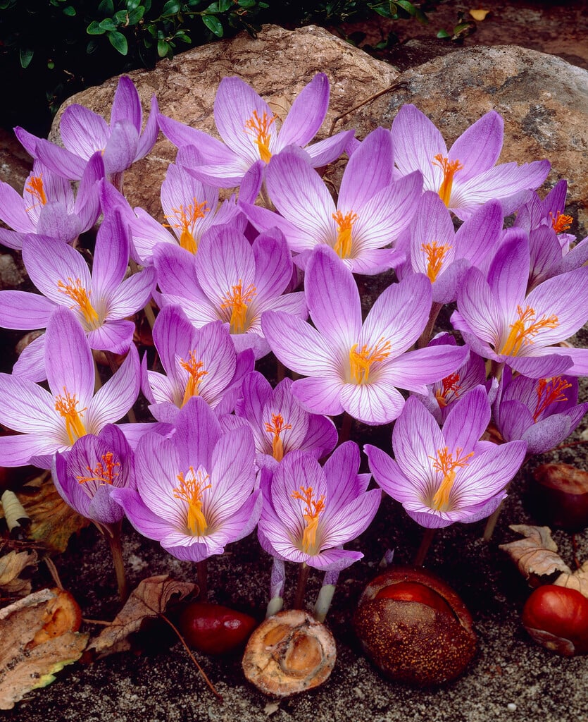 Bieberstein's crocus 'Conqueror'
