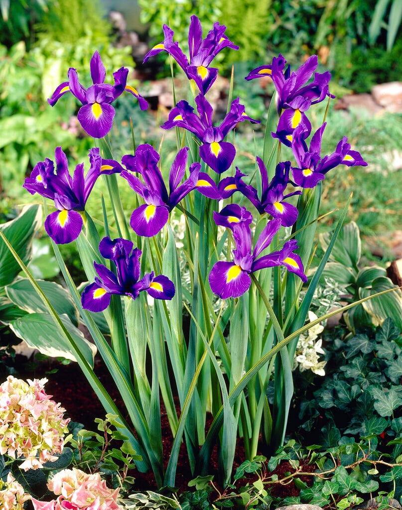 iris 'Blue Magic'