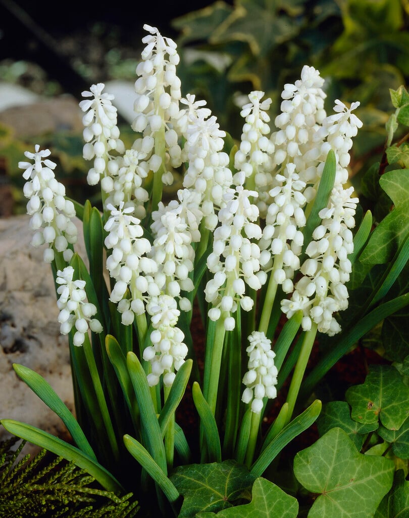 grape hyacinth 'Album'
