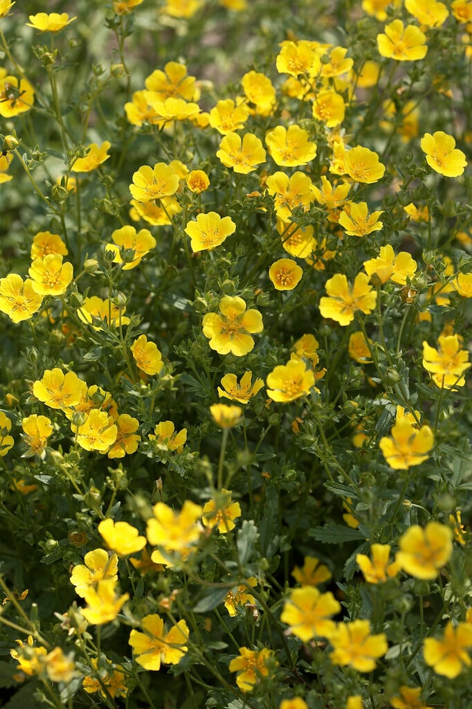 sulphur cinquefoil