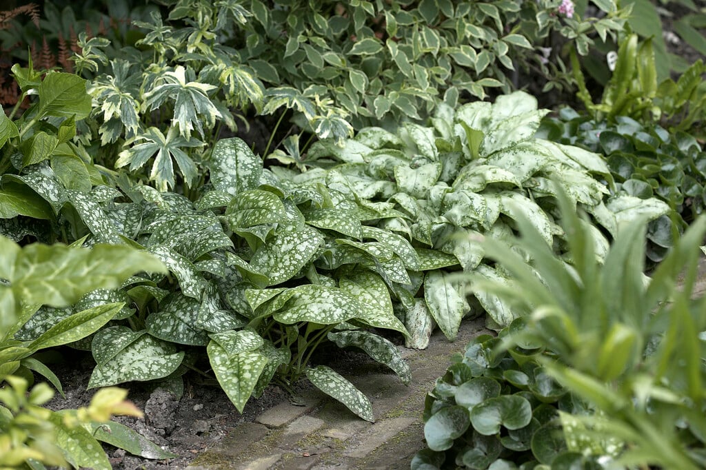 <i>Pulmonaria</i> <i>officinalis</i> 'White Wings'