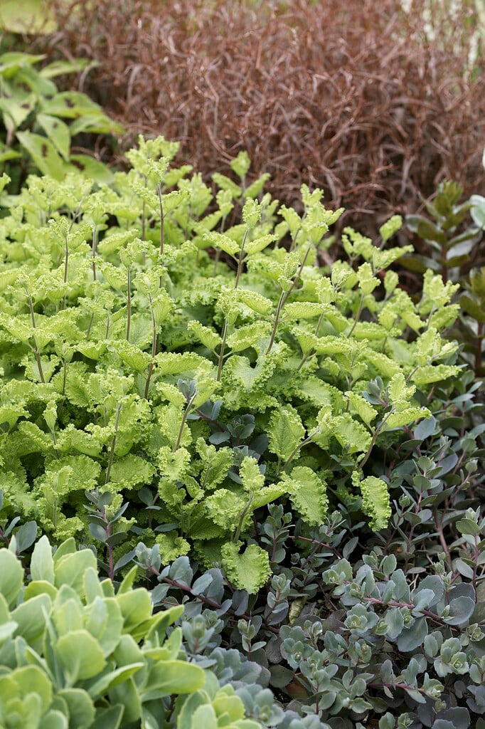 curly wood sage