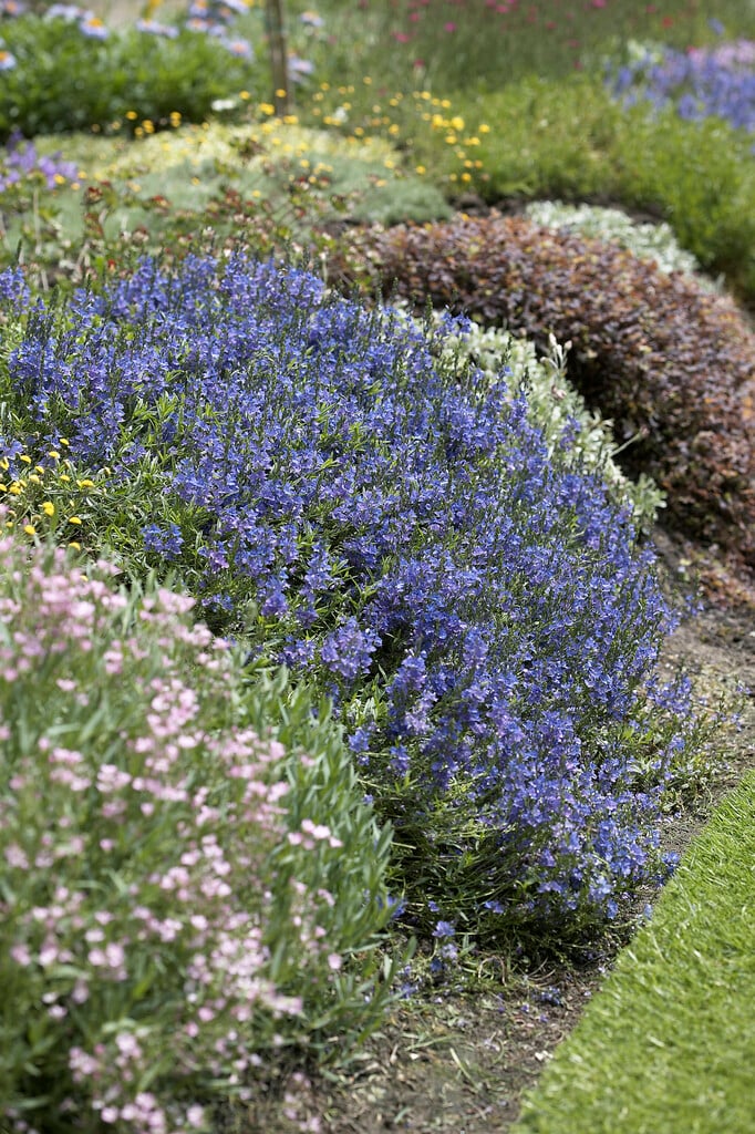 prostrate speedwell 'Blue Sheen'