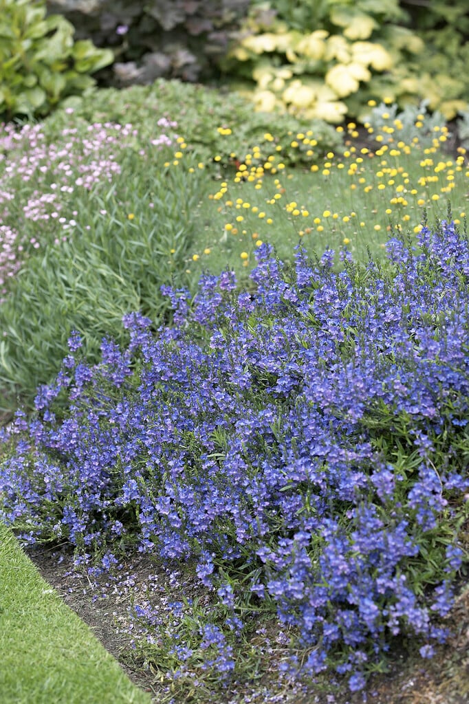 prostrate speedwell 'Blue Sheen'
