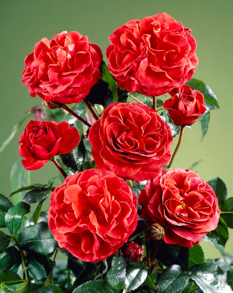 rose [Brown Velvet]