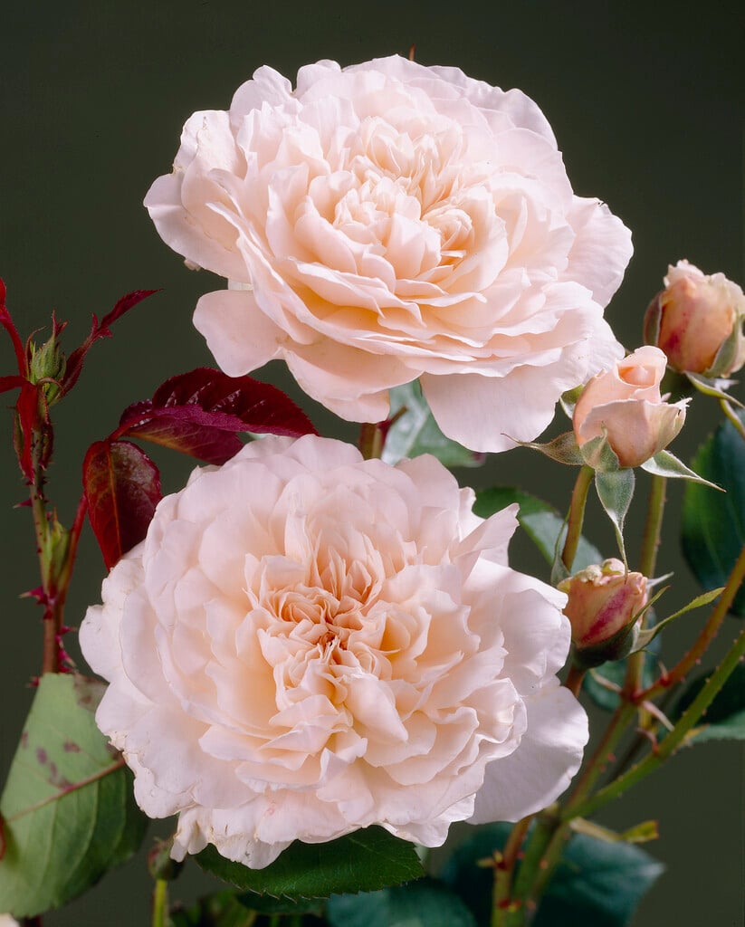 rose [Bredon]