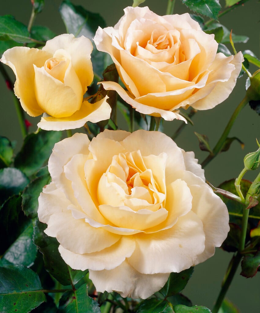 rose 'Apricot Nectar'
