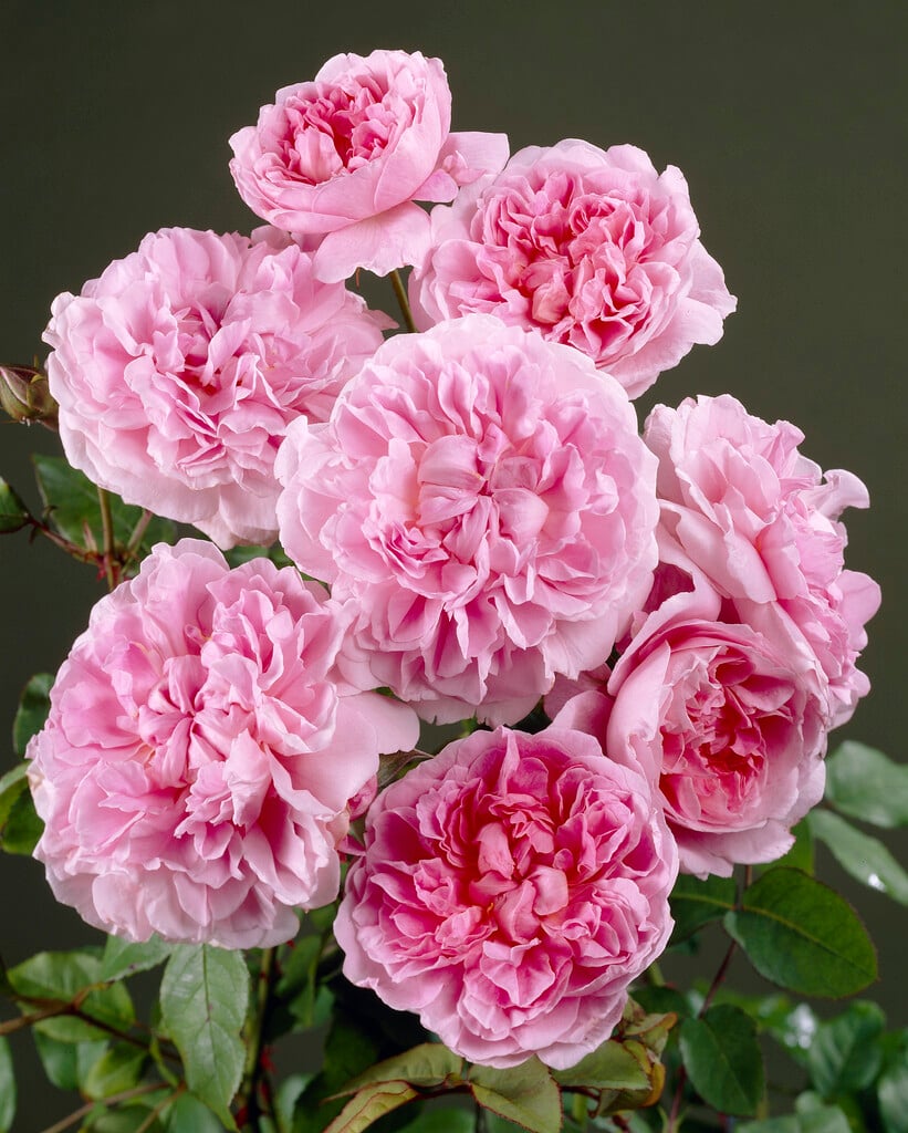 Rosa Cottage Rose (&Ausglisten&) (S) | rose [Cottage Rose] Roses/RHS