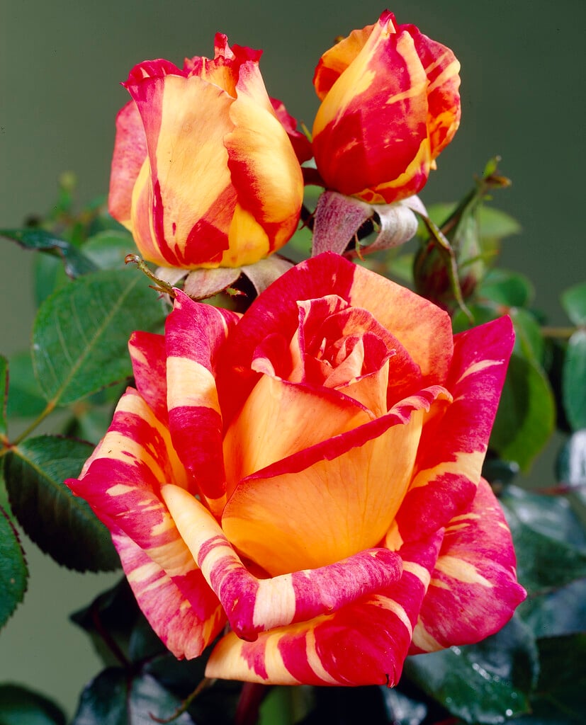 rose 'Harry Wheatcroft'