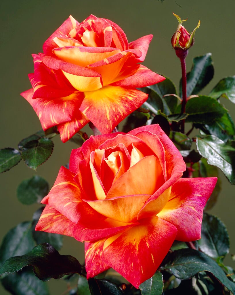 rose 'Harry Wheatcroft'
