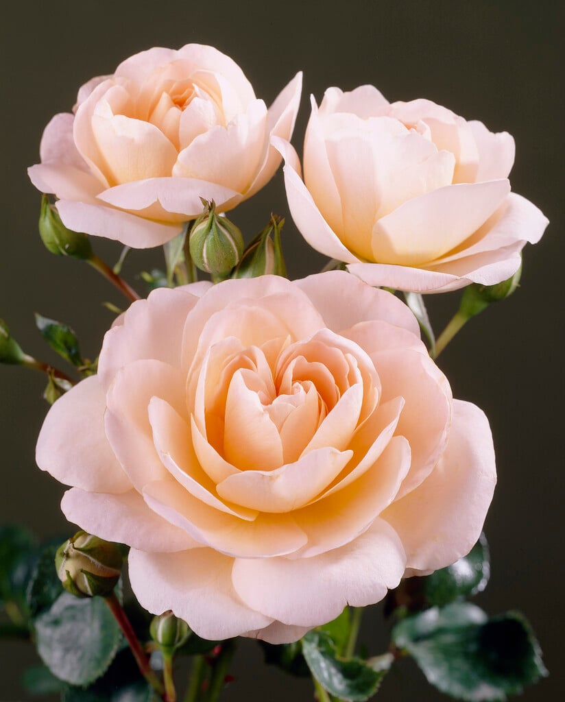 rose [Crystal Palace]