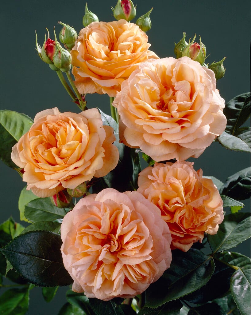 rose [Charles Austin]