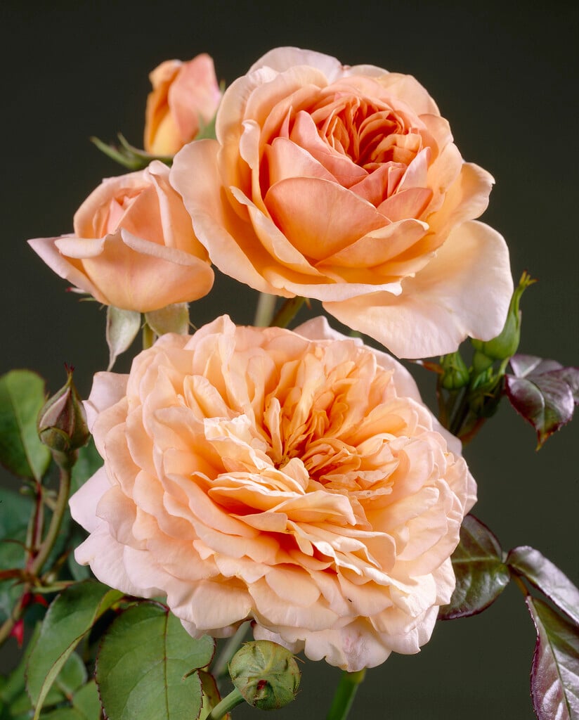 rose [Ellen]