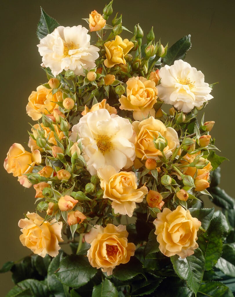 rose 'Ellen Willmott'