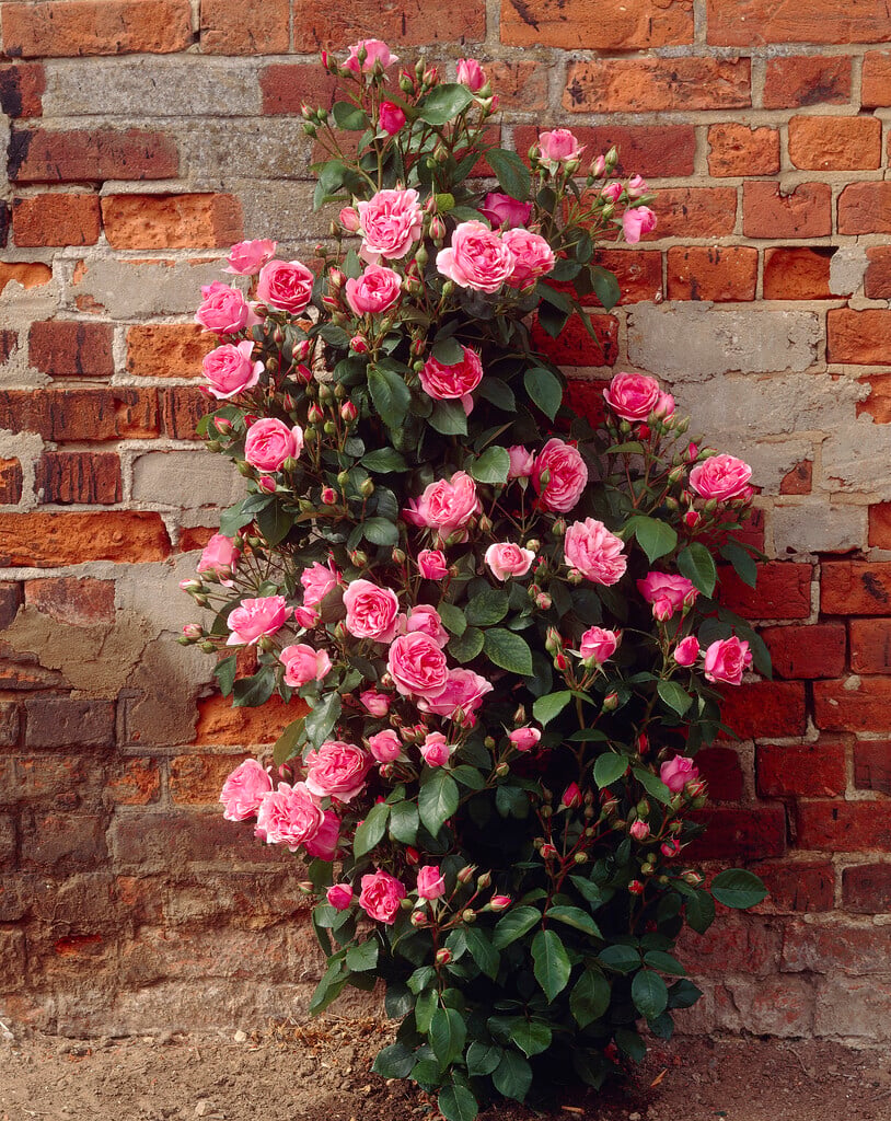 rose [Chaucer]
