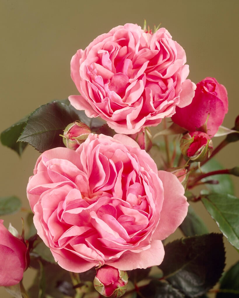 rose [Chaucer]