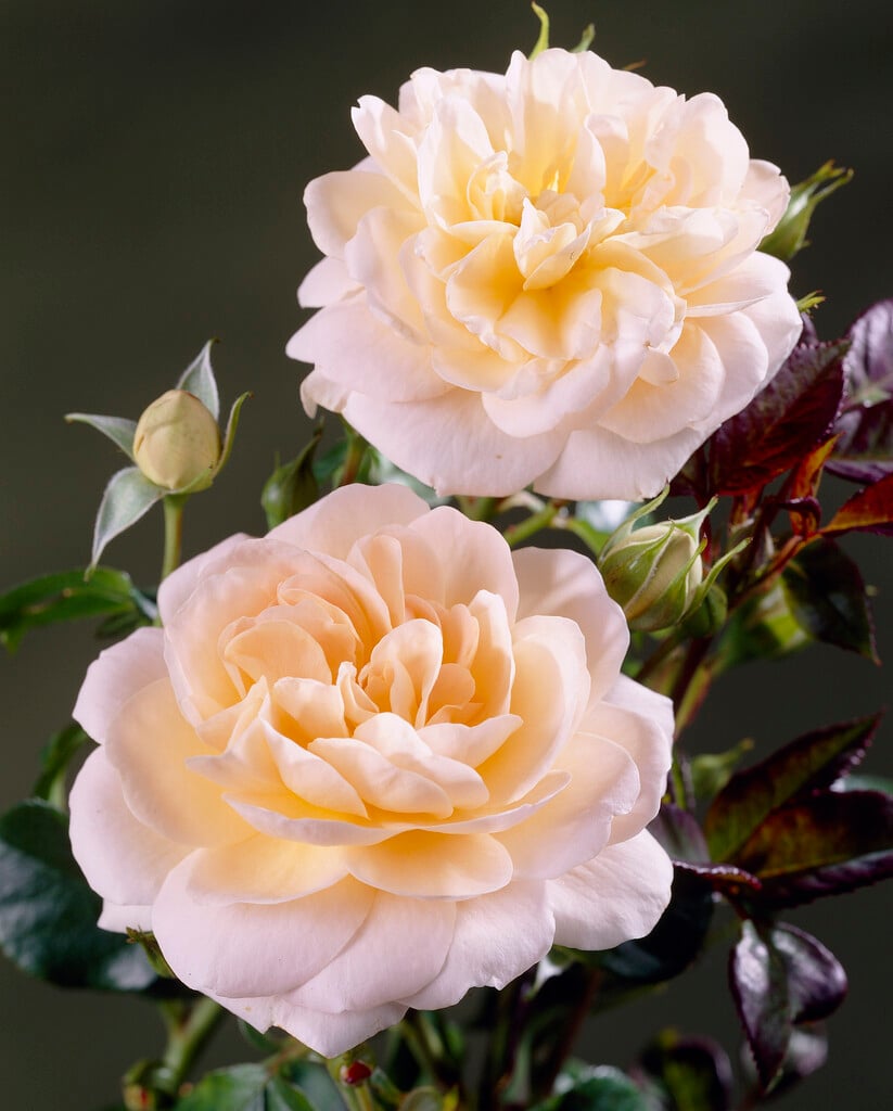 rose [Crystal Palace]
