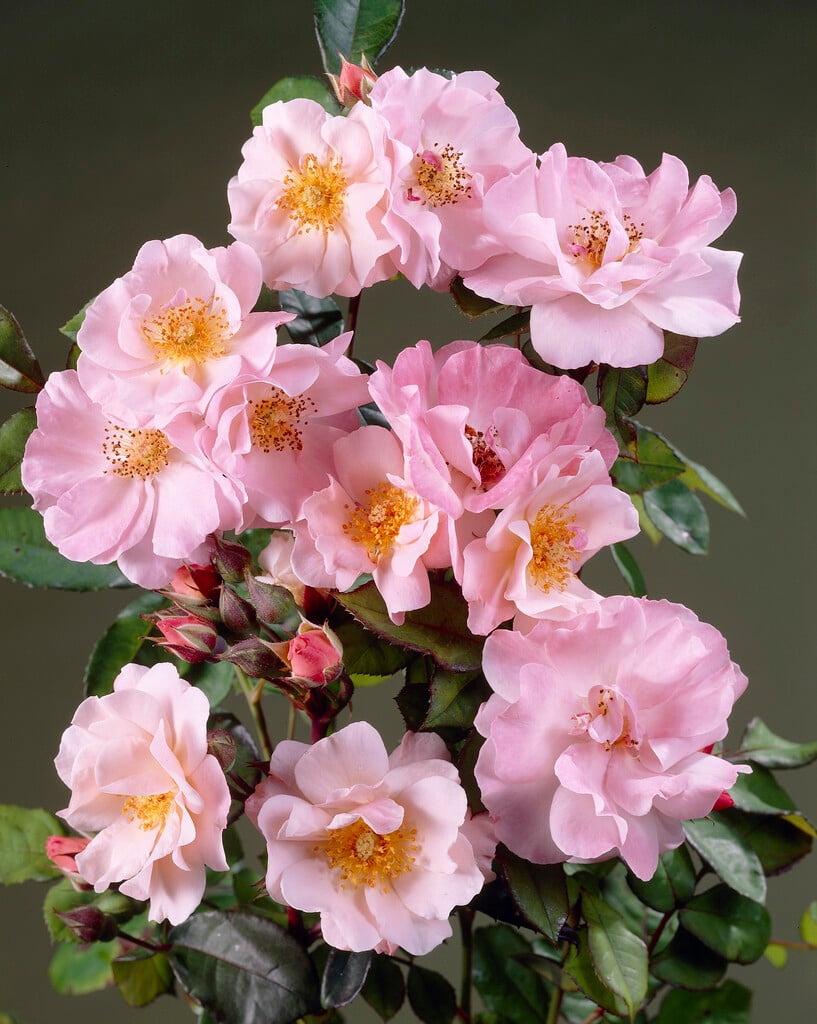 rose [Clair Matin]