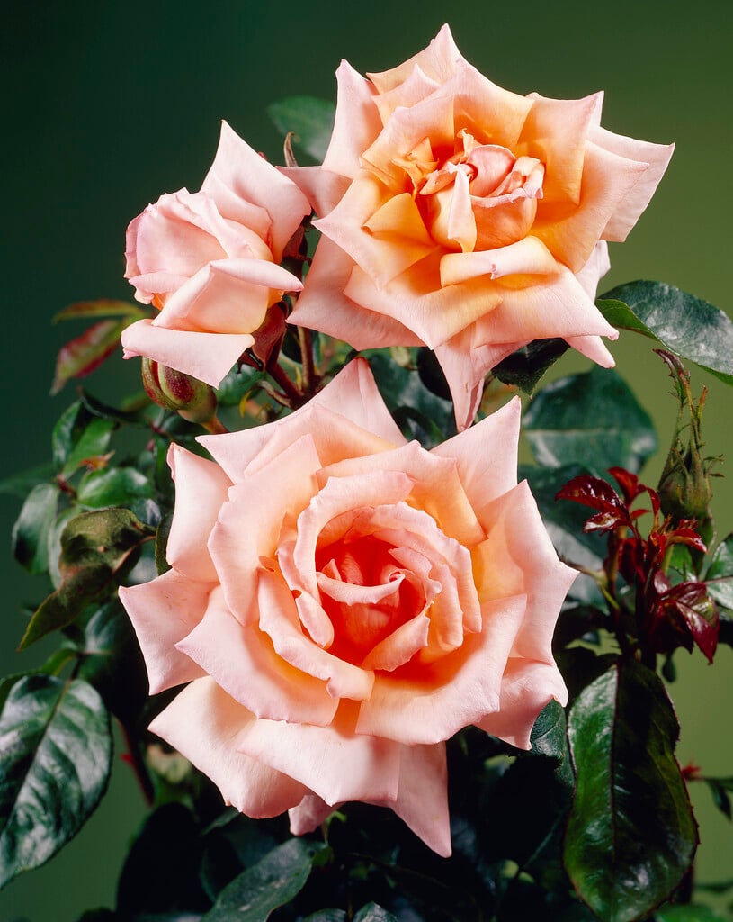 rose 'Compassion'