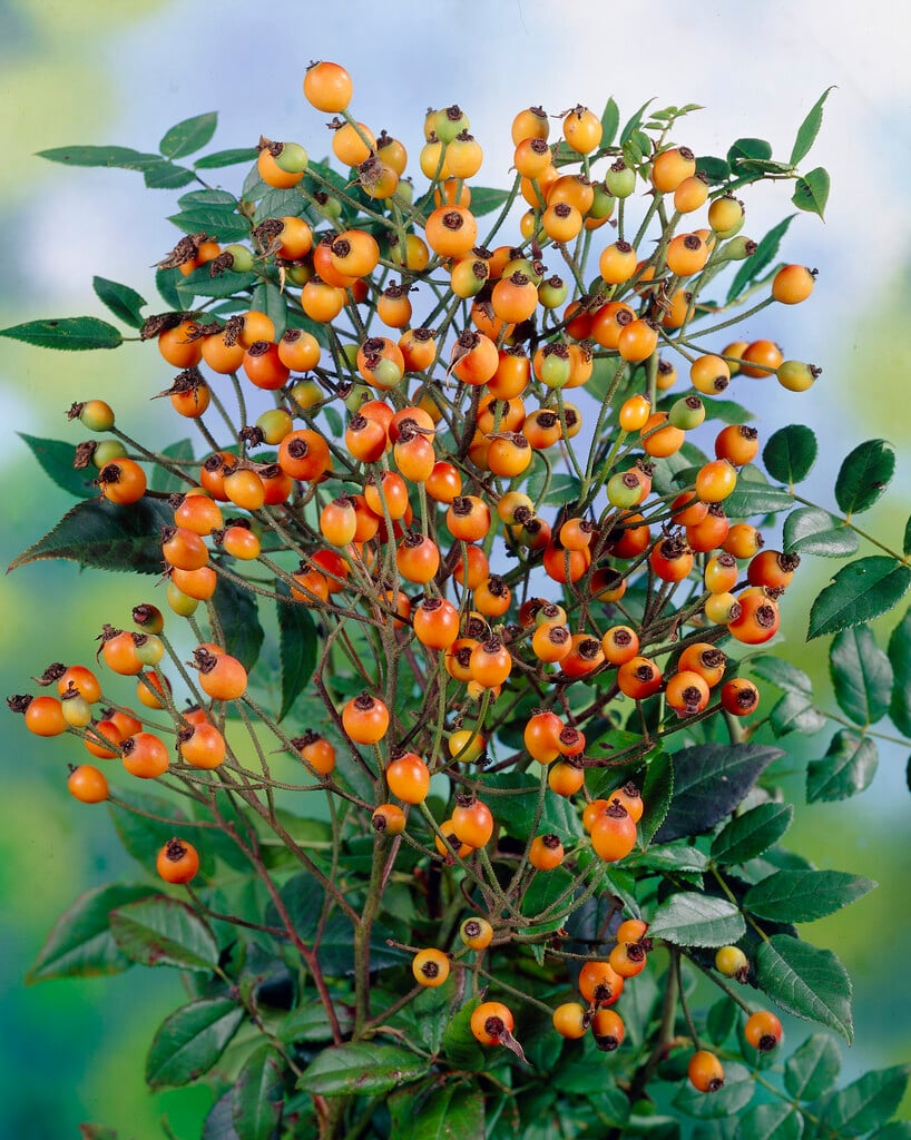rose 'The Garland'
