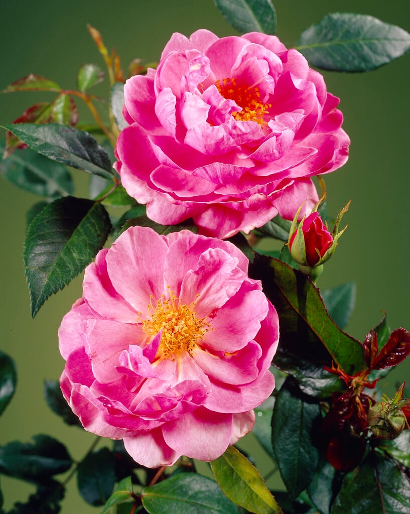 rose [Heather Austin]