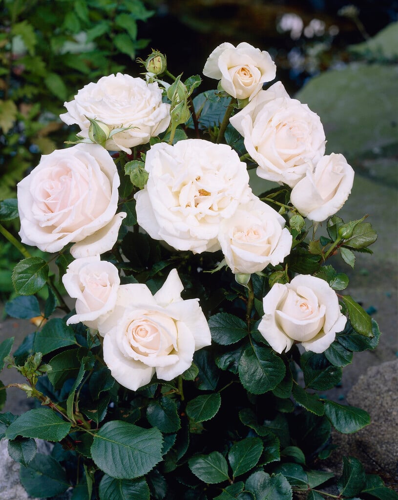 rose [Helena]