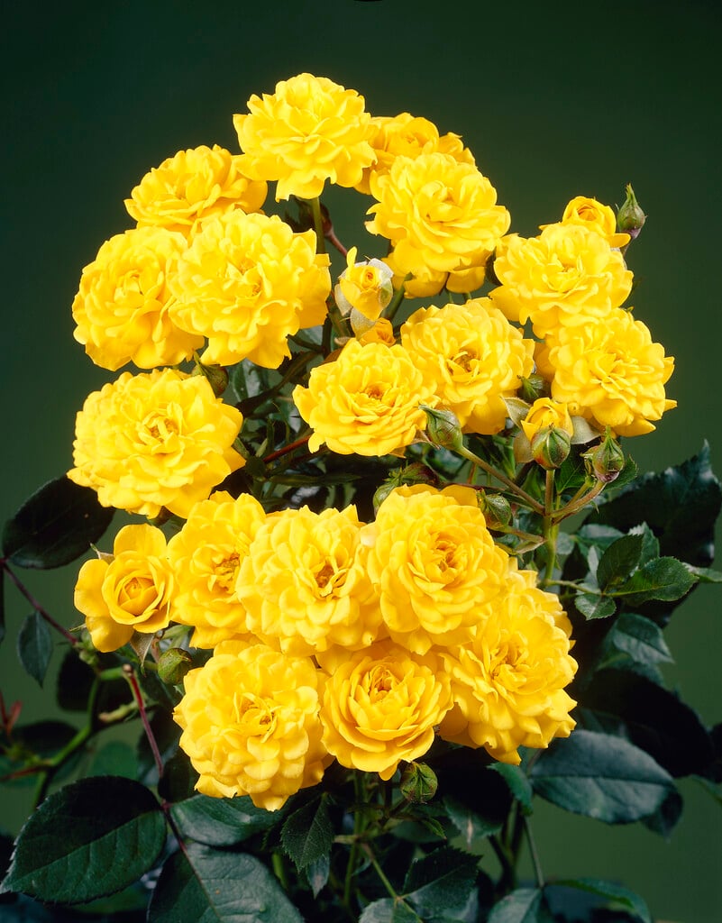rose 'Goldfinch'