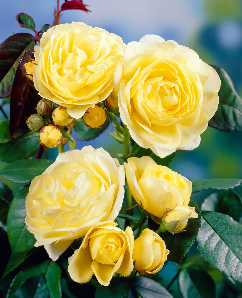 rose [Golden Border]