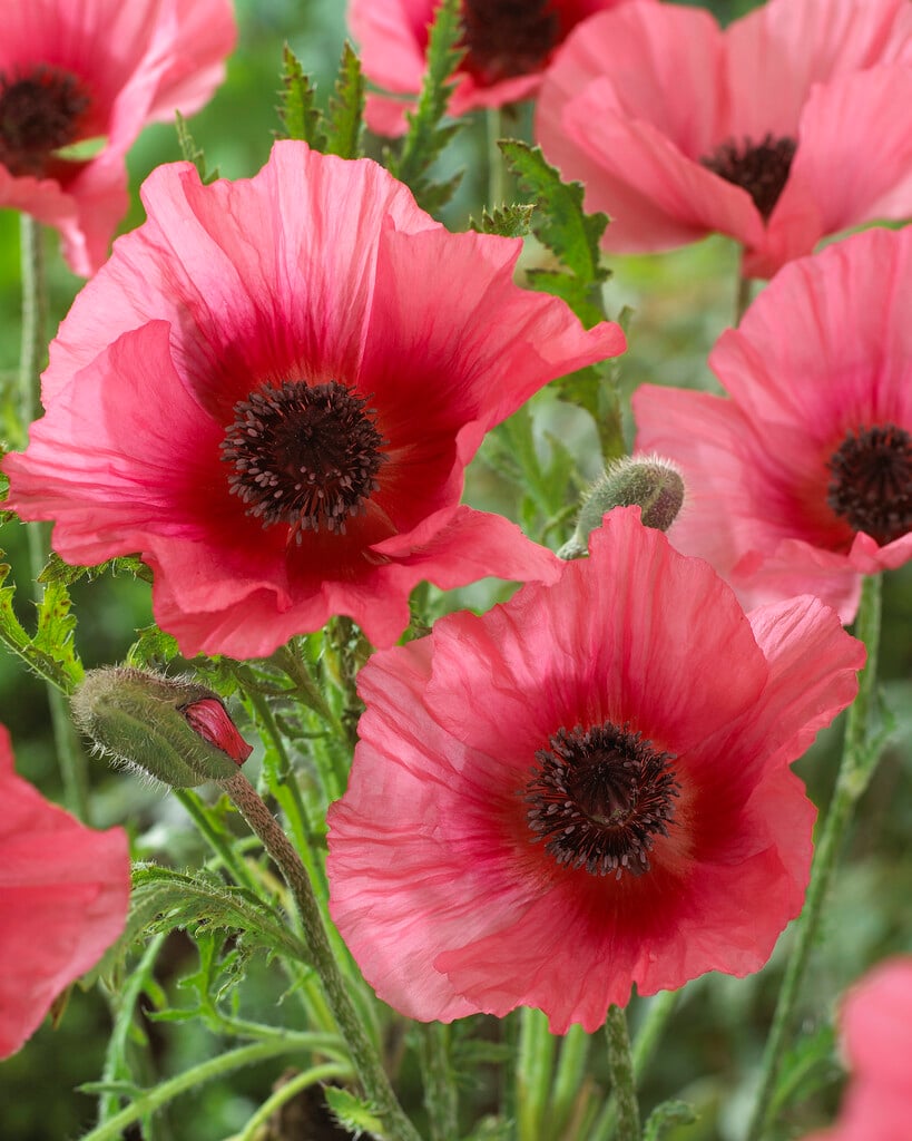 oriental poppy 'Burning Heart'