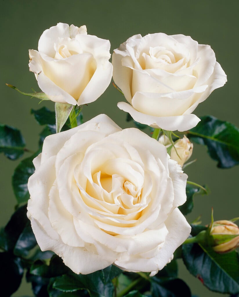 rose [Jose Carreras] ('Pouljose')