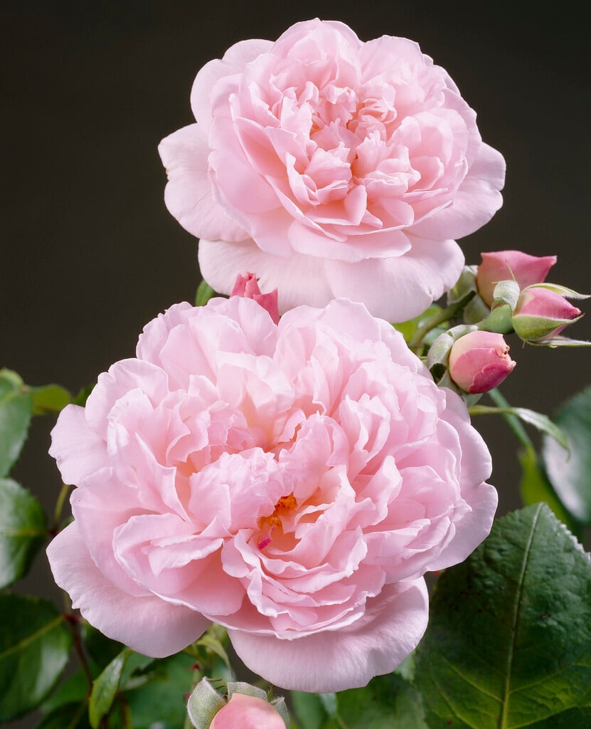 rose [Kathryn Morley]