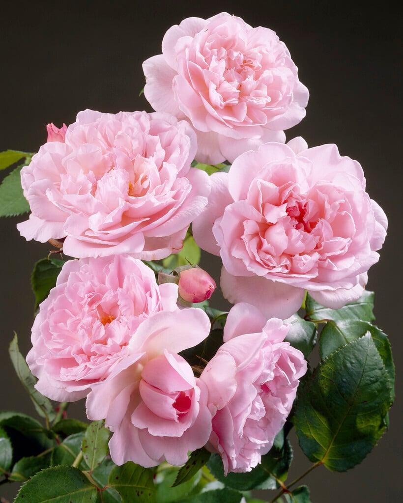 rose [Kathryn Morley]