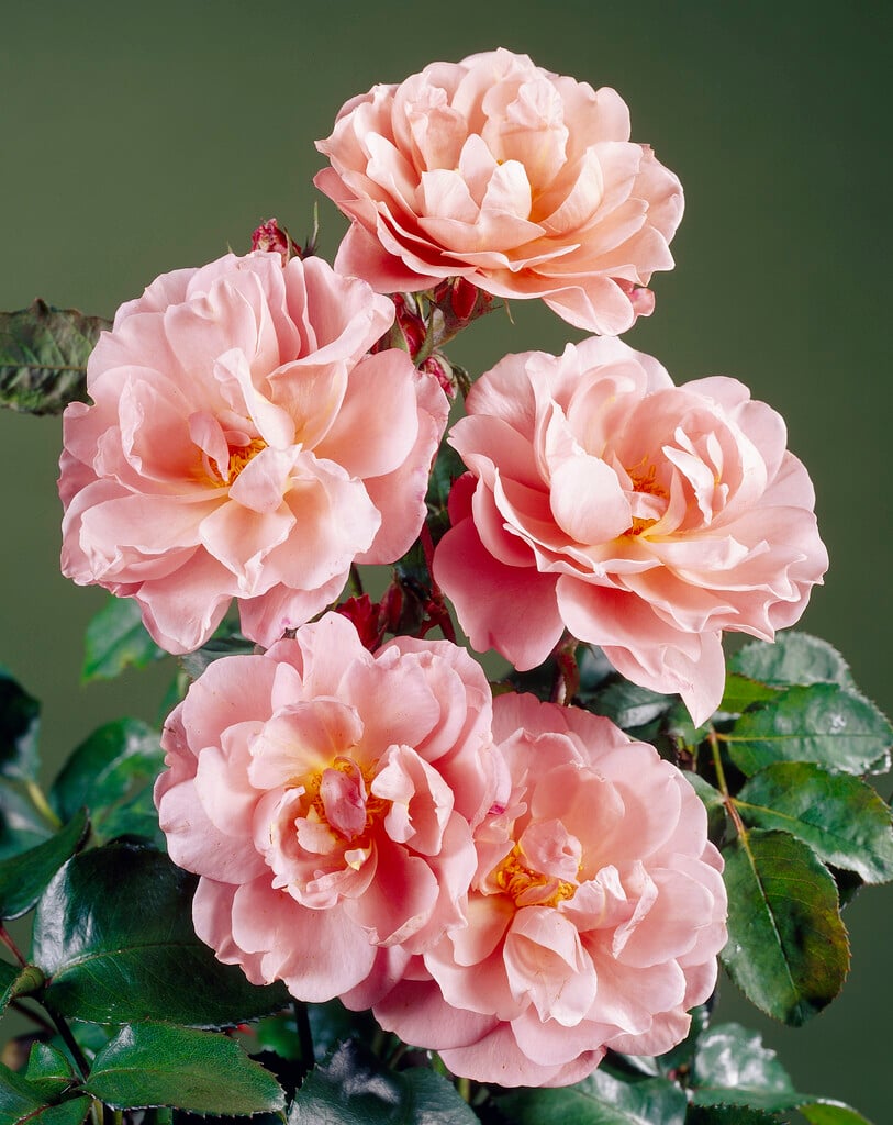 rose 'Lavender Pinocchio'