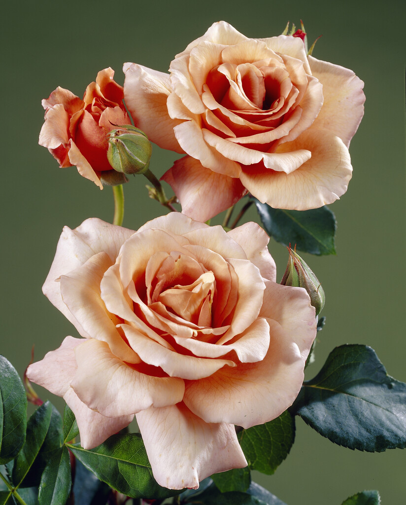 rose 'Julia's Rose'