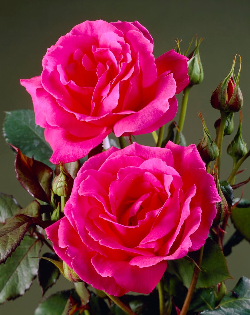 rose 'Mullard Jubilee'
