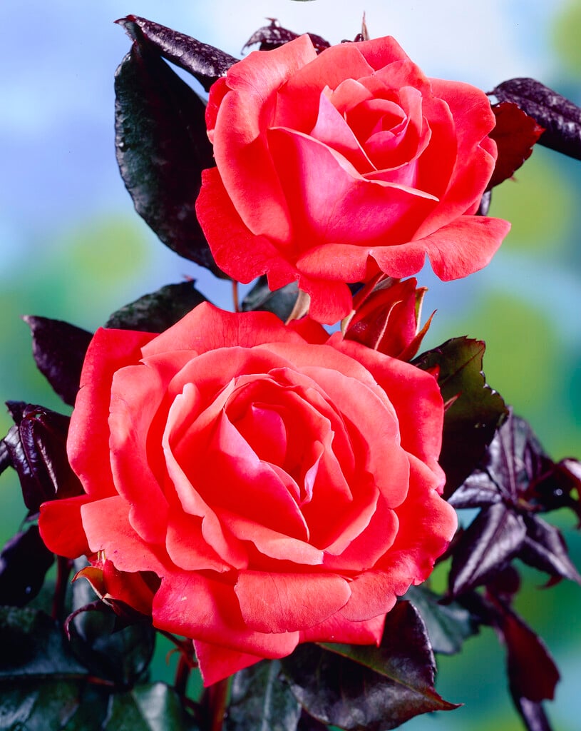 rose [Piccolo]