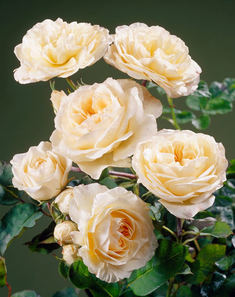 rose [Perdita]