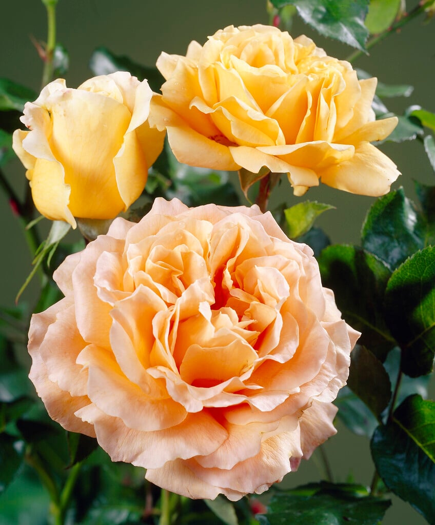 rose [Lord Byron]