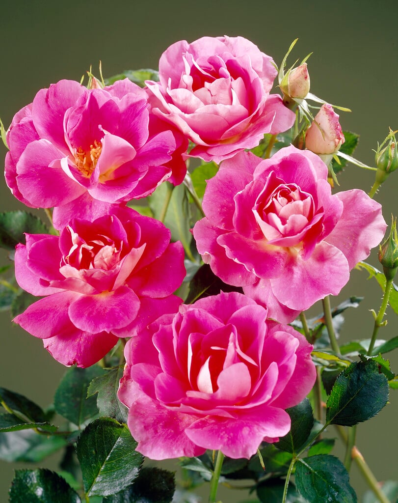 rose [The Prince]