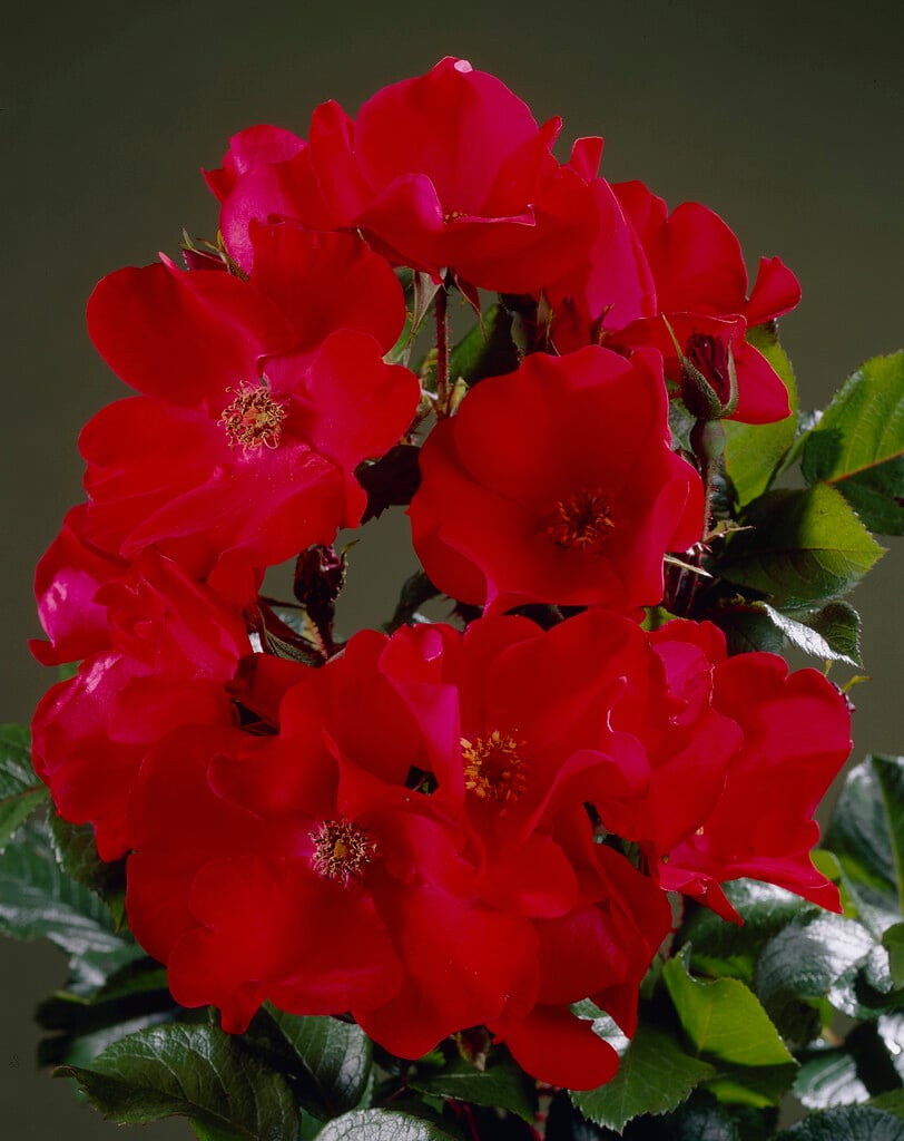rose [Robusta]
