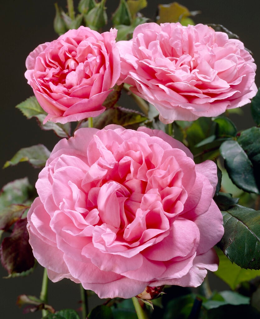 rose [Radio Times]