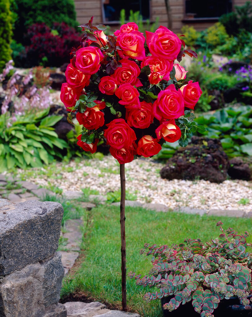 その他 Rebecca's Garden: Rose Gardening 2 [DVD] Rosa Rebecca ('Tanrekta') (HT)|rose [Rebecca]/RHS Gardening