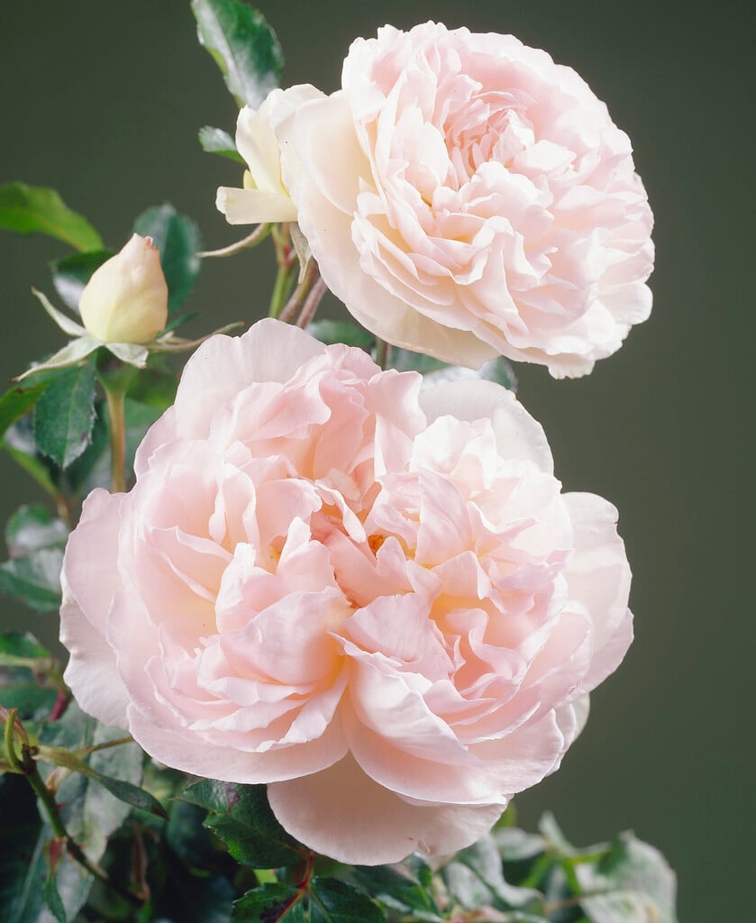 rose [Sharifa Asma]