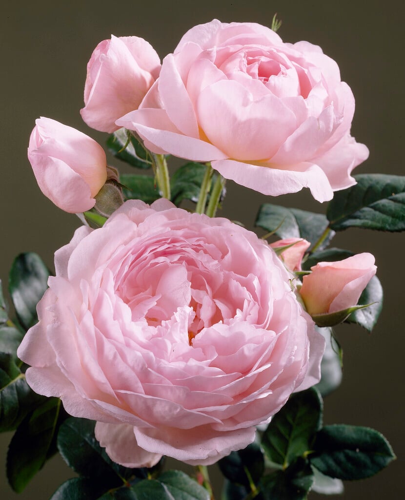 Rosa &Ausland& | rose [Scepter&d Isle] Roses/RHS Gardening