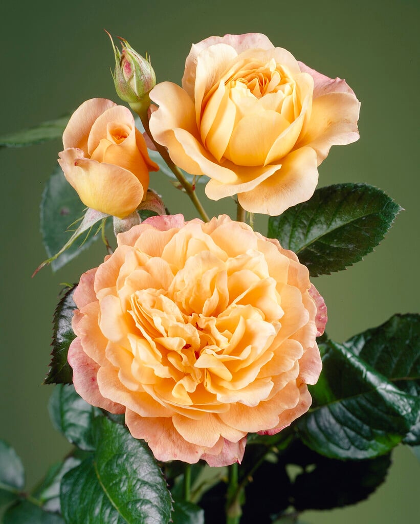 rose [Samaritan]