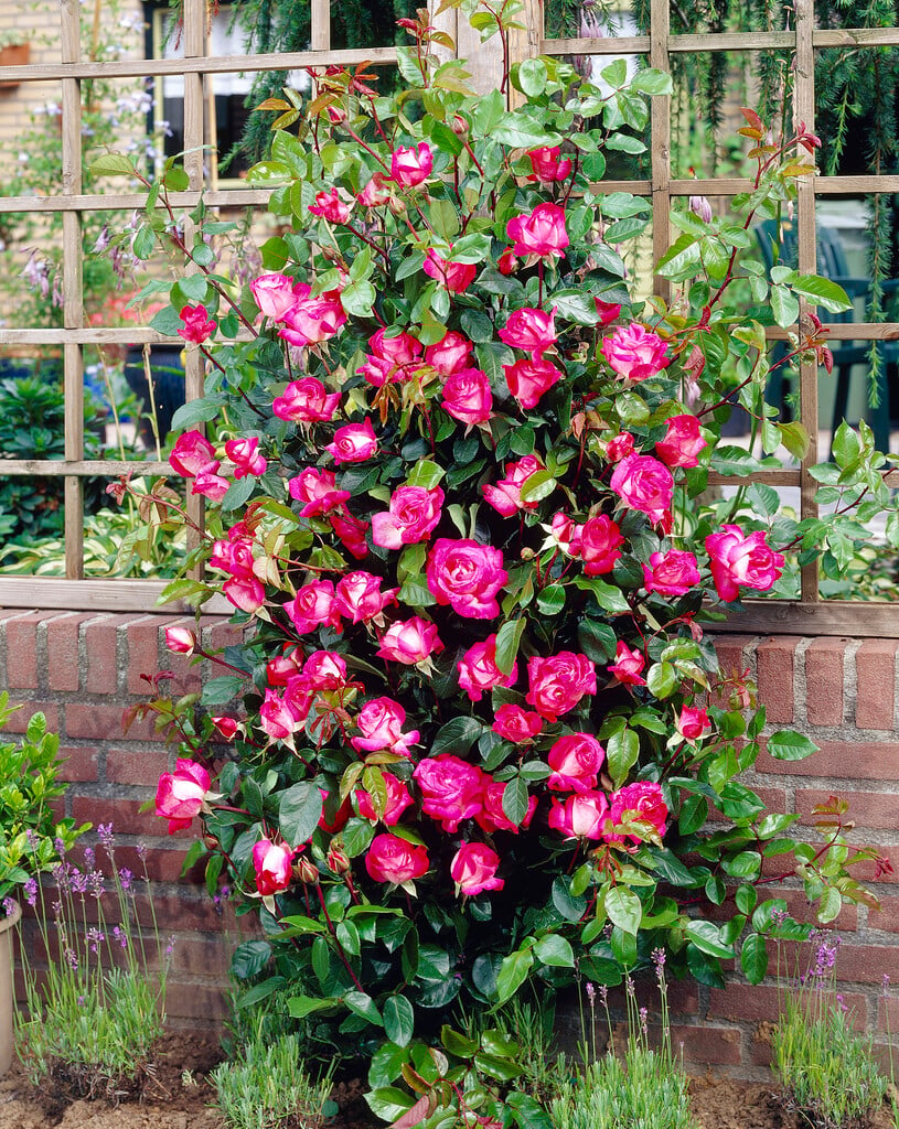 rose [Rose Gaujard]