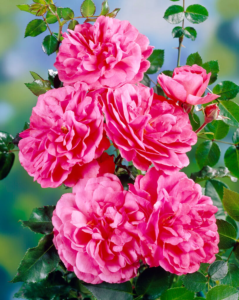 rose [Rosarium Uetersen]